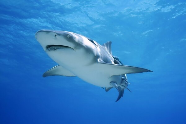 Marine predator shark in the water