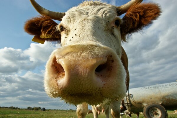 Photo du museau d une vache