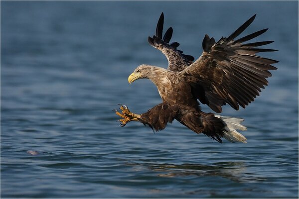 Hawk Hunting on the Fly