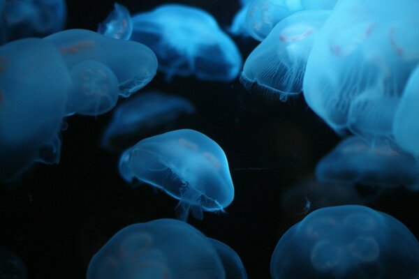 Стая прозрачных медуз в темной воде