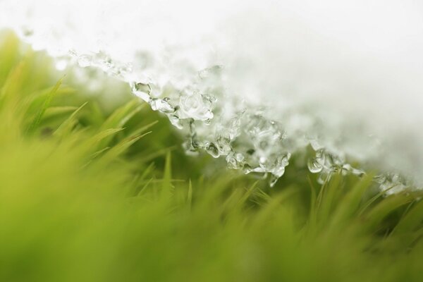 Капли воды на траве весной