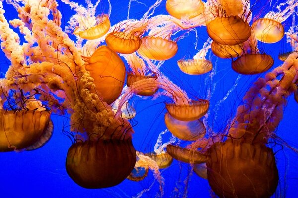 Underwater world with brown jellyfish