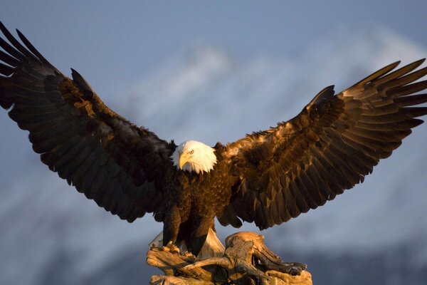 Wingspan of a feathered eagle