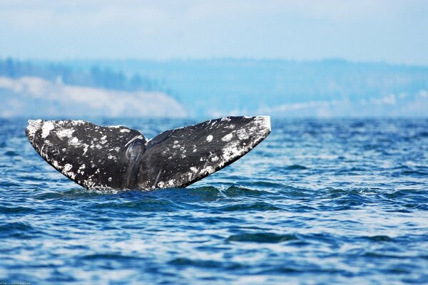 Пятнистый хвост кита выглядывающий из воды