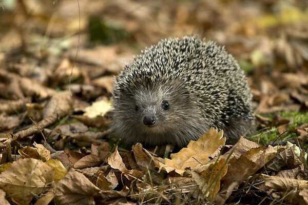 A small autumn hedgehog went for a walk