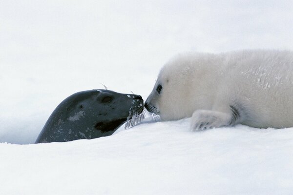 Seal mom with her little white cub