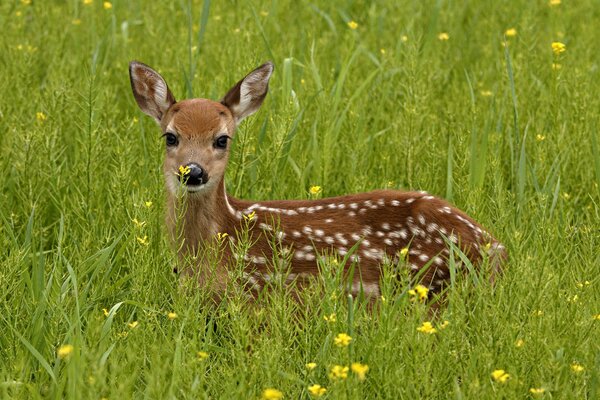 Ein Reh liegt im grünen Gras