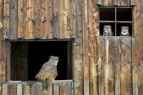 A feathered owl in a barn window in the woods