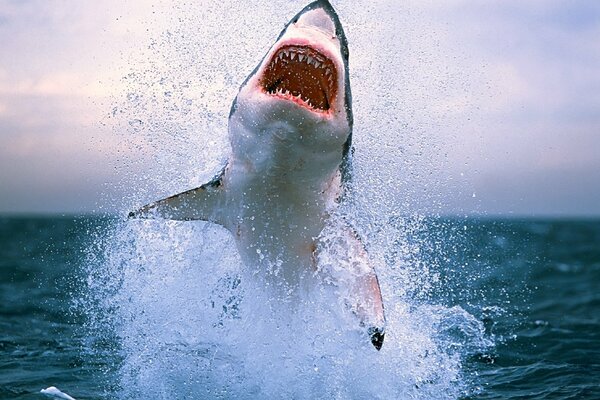 A predatory shark with a number of dangerous teeth jumped out of the water. vzg