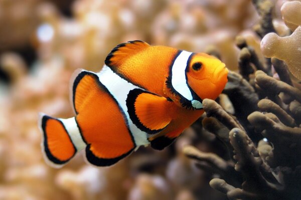 Poisson orange nage dans un récif de corail