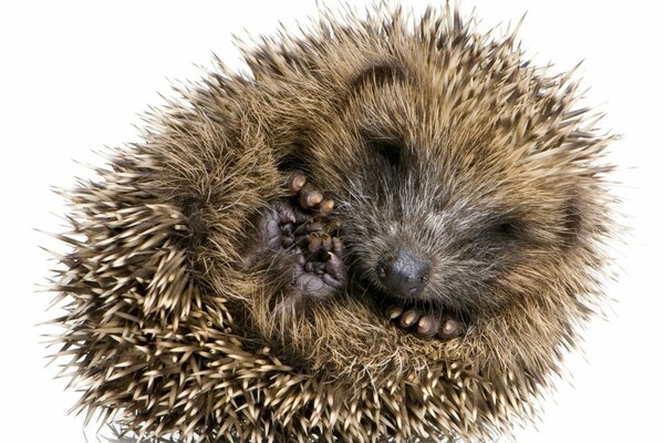 Cute smiling little prickly hedgehog