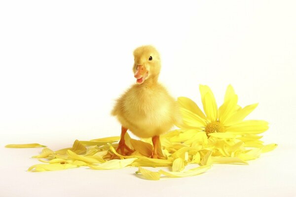 Canard à fourrure jaune avec fleur jaune