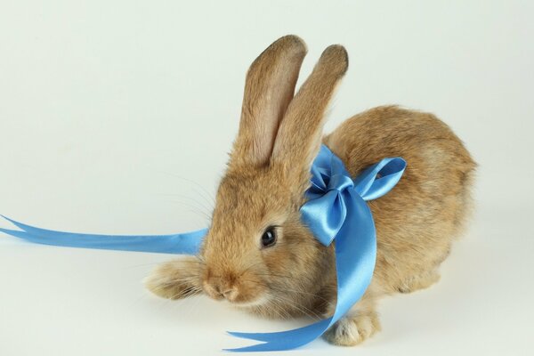 Mignon lapin avec un arc bleu