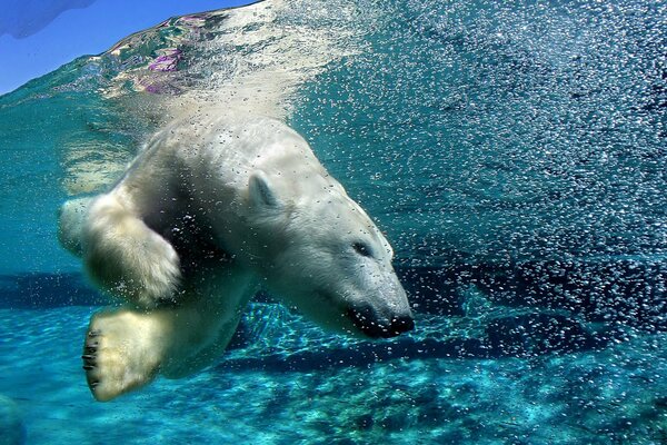 And under the water his prey, jokes are bad with a white bear