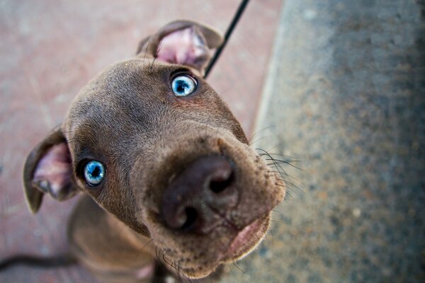 Hund mit leuchtend blauen Augen