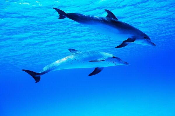 A pair of dolphins in the blue sea