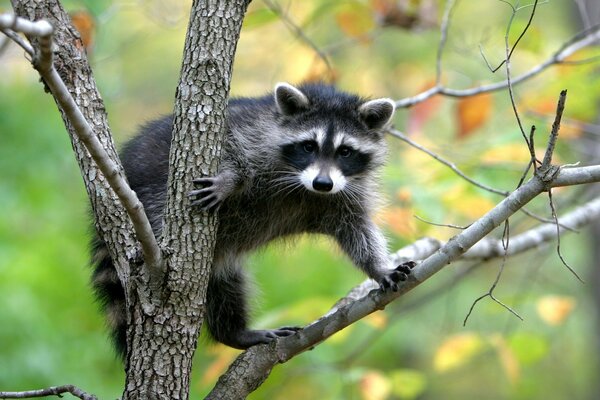 Ein wilder Waschbär auf einem Baum schaut in die Kamera