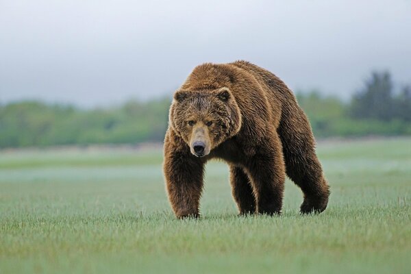 A formidable brown bear on the grass