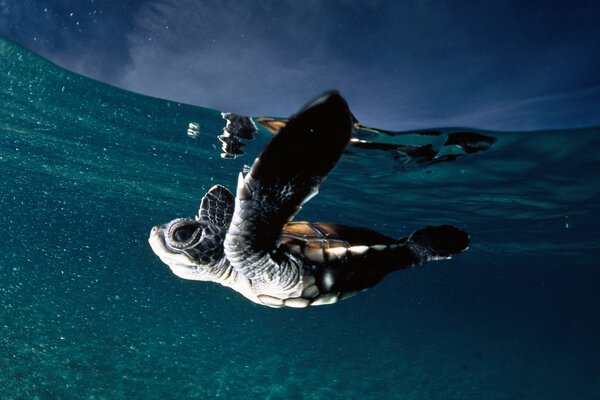 Linda tortuga nadando bajo el agua