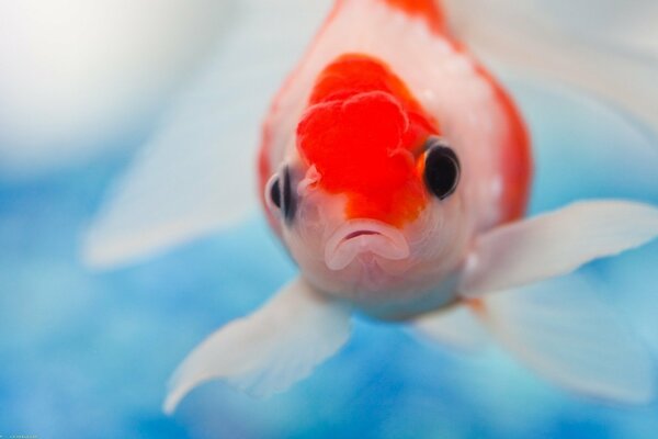 Bellissimo pesce con gli occhi neri in acqua