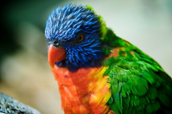 A parrot with feathers of bright colors carefully examining something