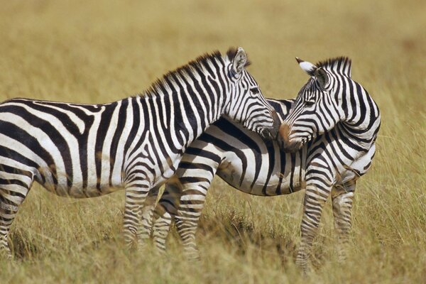 Huftiere in freier Wildbahn. Zebra-Kuss