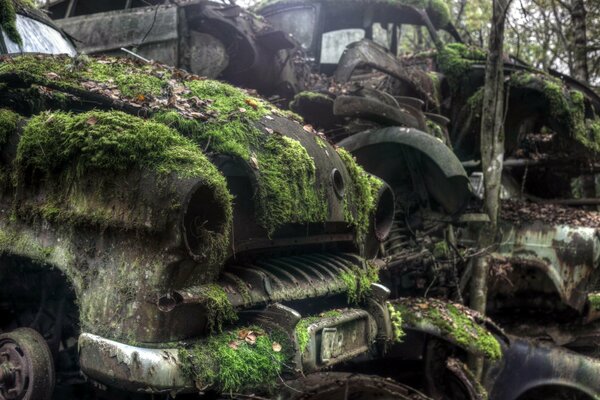 Old wrecked cars covered with moss