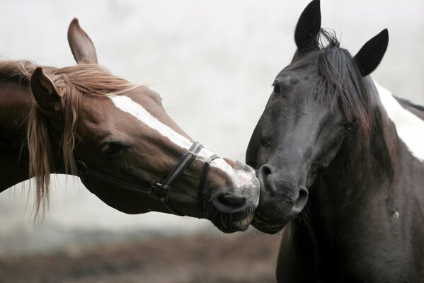 Les chevaux se frottent les uns contre les autres