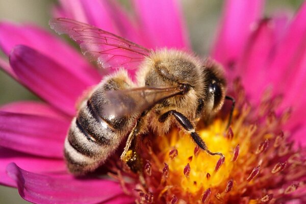 A wasp sits on a pink flower