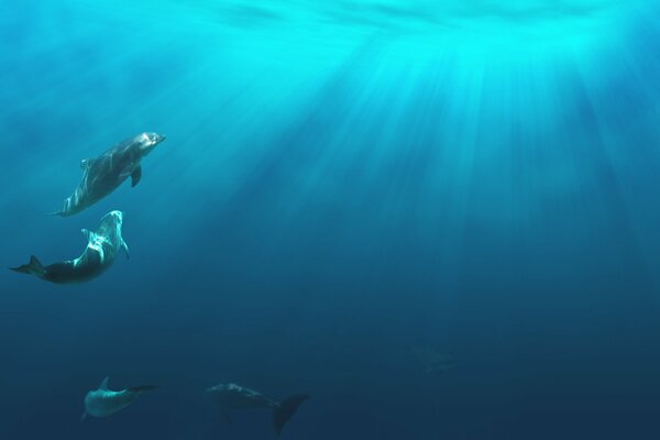 Delfines en el océano nadando en la luz