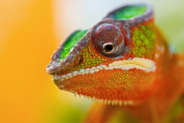 Caméléon près dans le grand œil