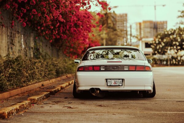 Nissan blanc sur la route avec des fleurs