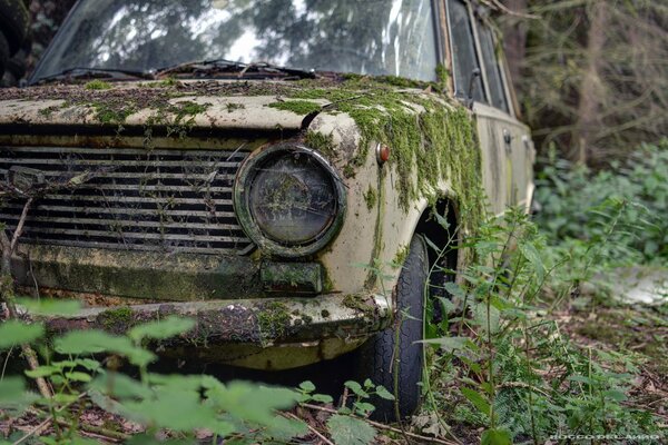 An old car covered with moss is standing in the forest