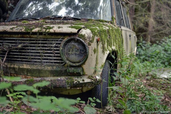 Stary samochód pokryty mchem stoi w lesie