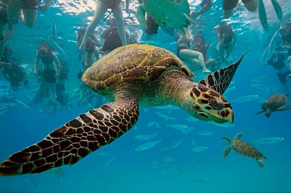 Tortue de mer dans l habitat naturel