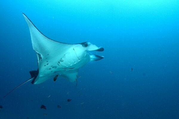 The same sect in the underwater world