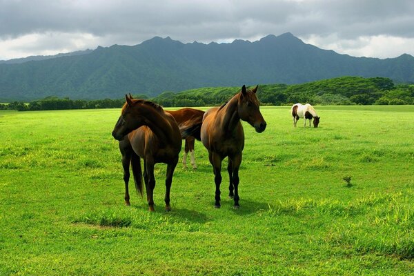 Get on the green grass. Low clouds in the mountains