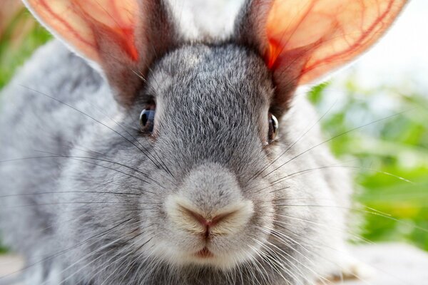 Foto vicino al coniglio grigio