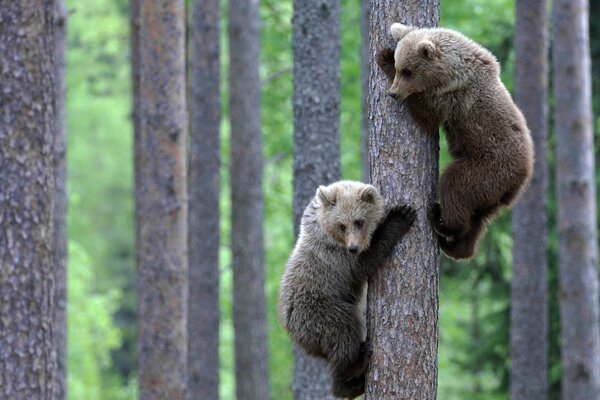 A pair of cubs climbing a tree and looking down