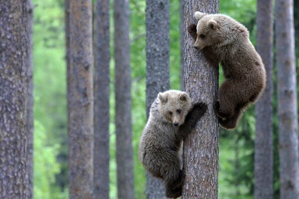 Un par de osos trepando a un árbol y mirando hacia abajo