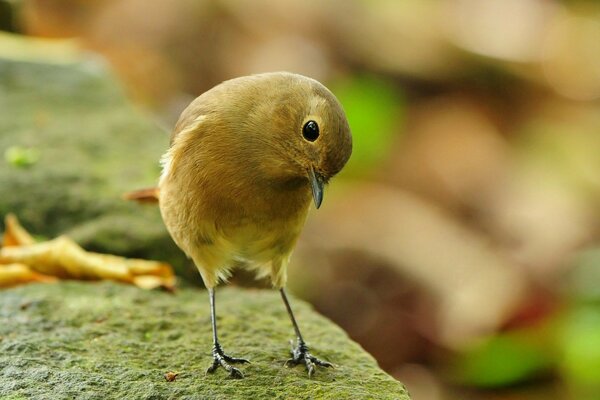 A yellow bird is sitting on a rock