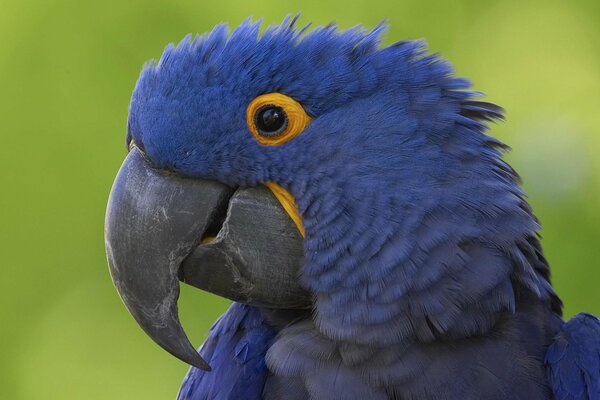 Blauer Papagei schaut mit einem Auge