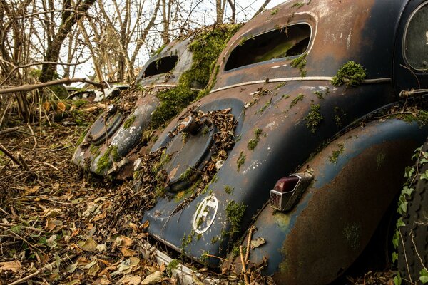 Old wrecked cars overgrown with moss