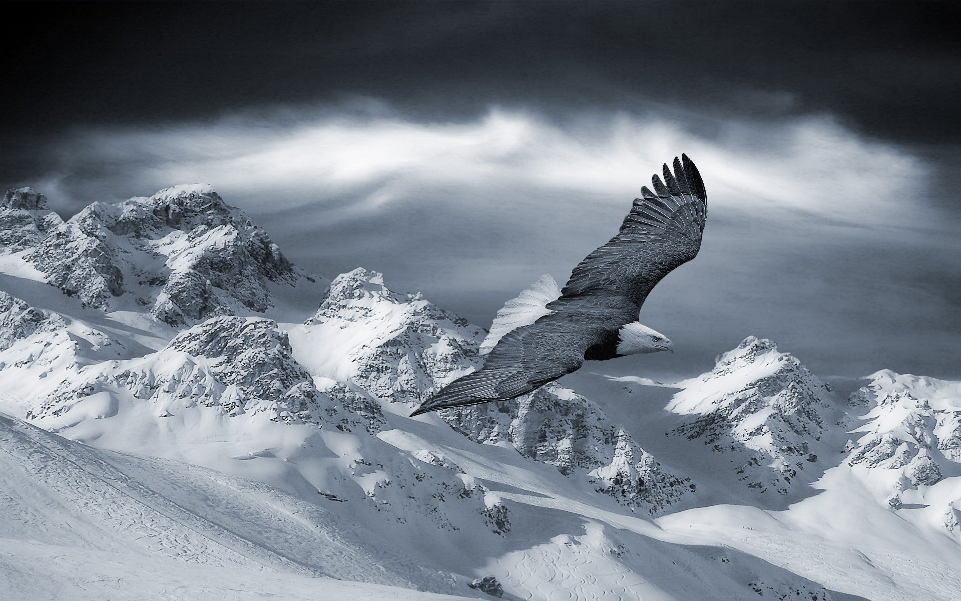 eagle black sky mountains winter snow flight birds altitude birds bald eagle