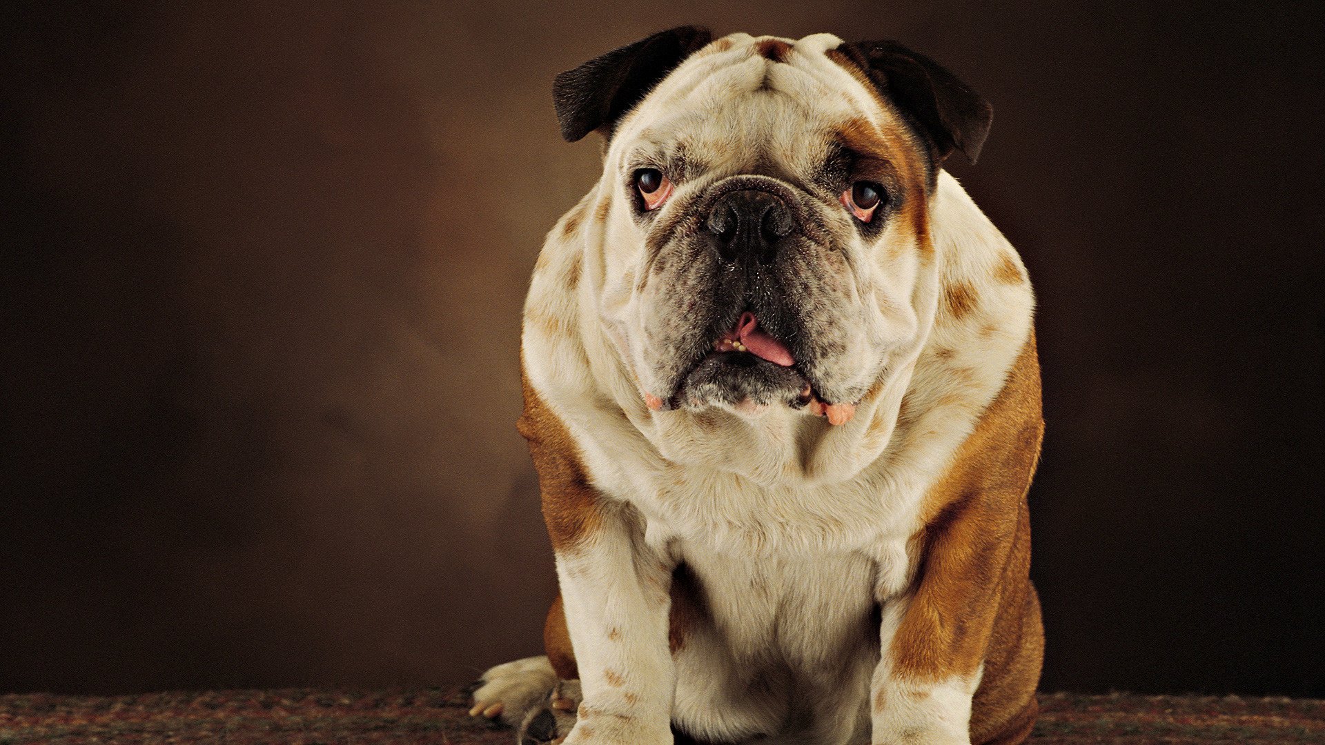 bulldogge hund zunge schnauze blick englisch