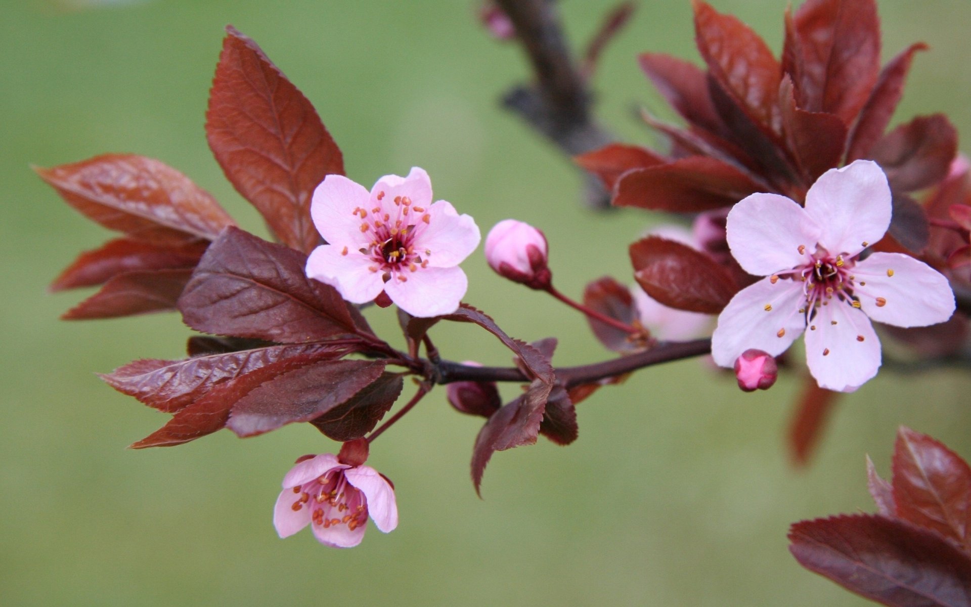 cherry cherry blossom leaves flower flowers flowering branch pink green background spring nature plants macro