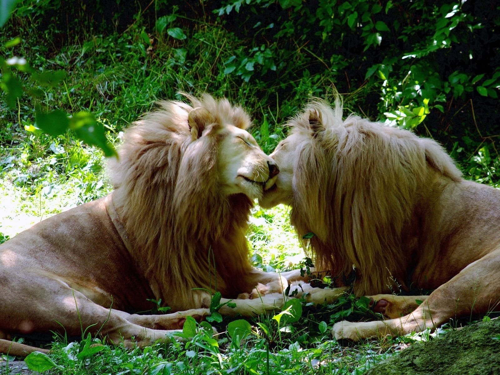 gatti leoni bianco animali predatori amore felini