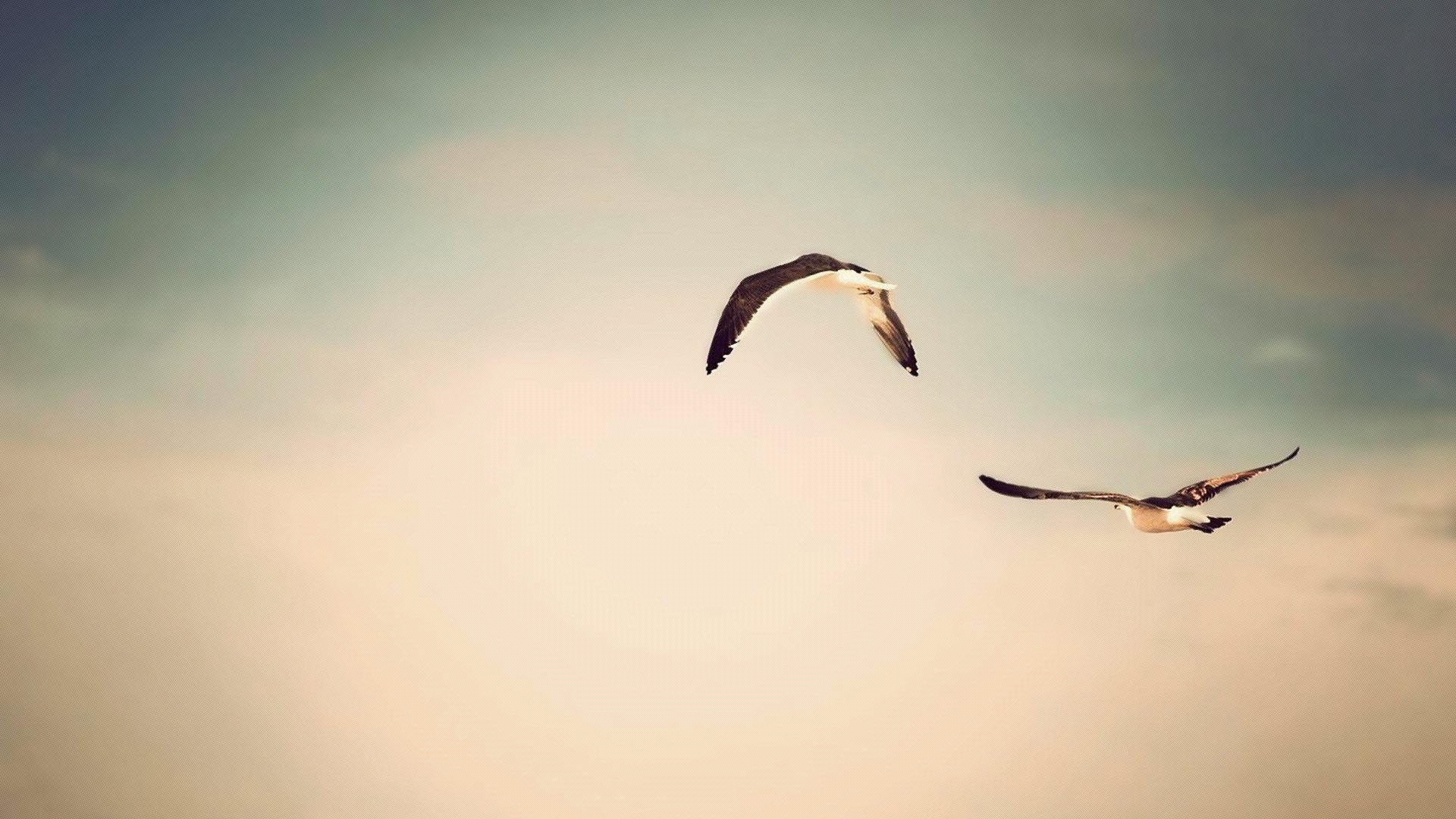 natura cielo volo uccelli foto sfondo carta da parati animali