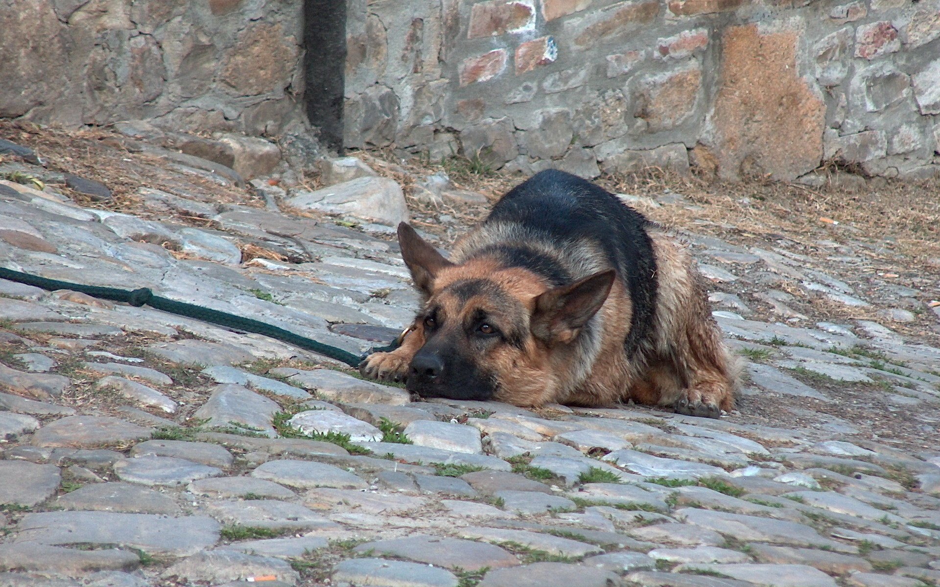 schäferhund freund bürgersteig hunde blick deutsch stein nachdenklichkeit