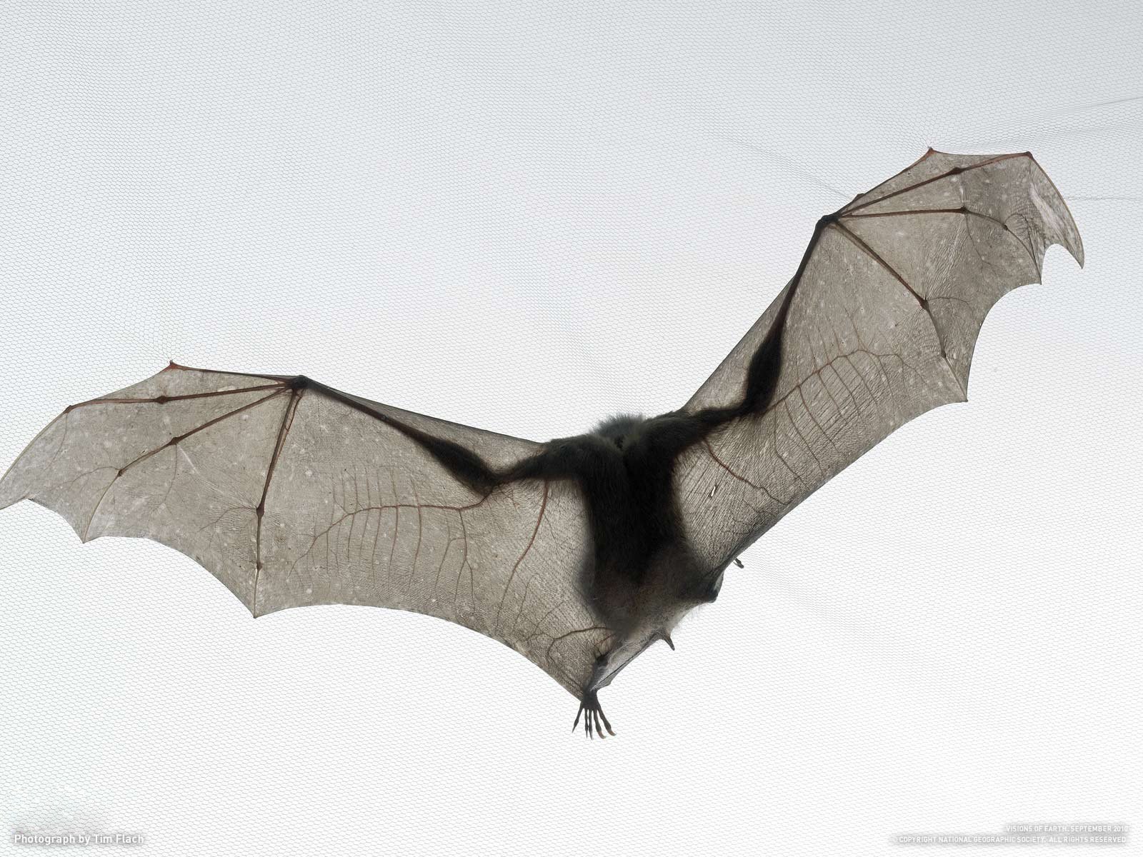 chauve-souris tim flach souris chauve-souris blanc national geographic ciel vol